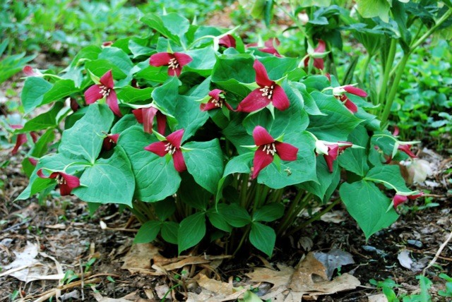 триллиумы цветущие