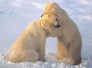 Объятия двух медведей