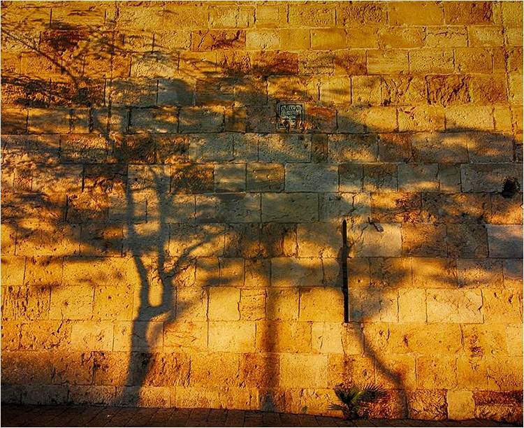 Тень дерева на желтой кирпичной стене.